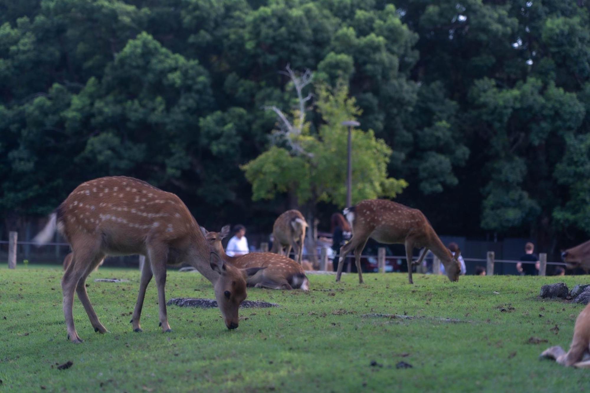 Nara Top Sights 5 To 20 Min Walk מראה חיצוני תמונה