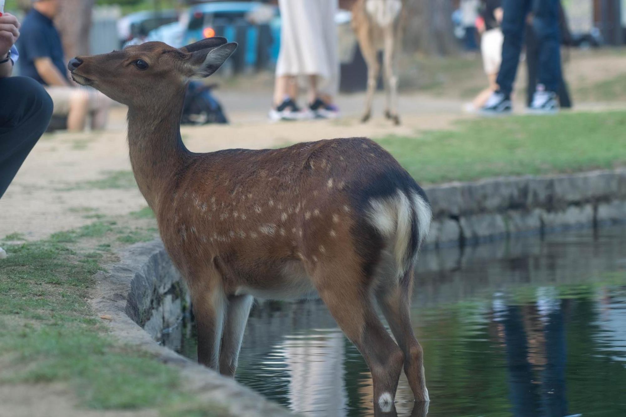 Nara Top Sights 5 To 20 Min Walk מראה חיצוני תמונה